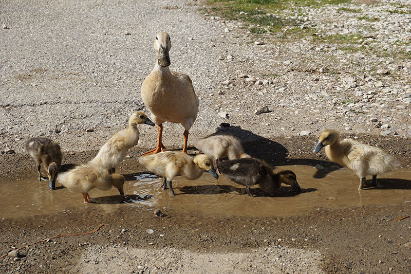 Enten vom Niederhaushof